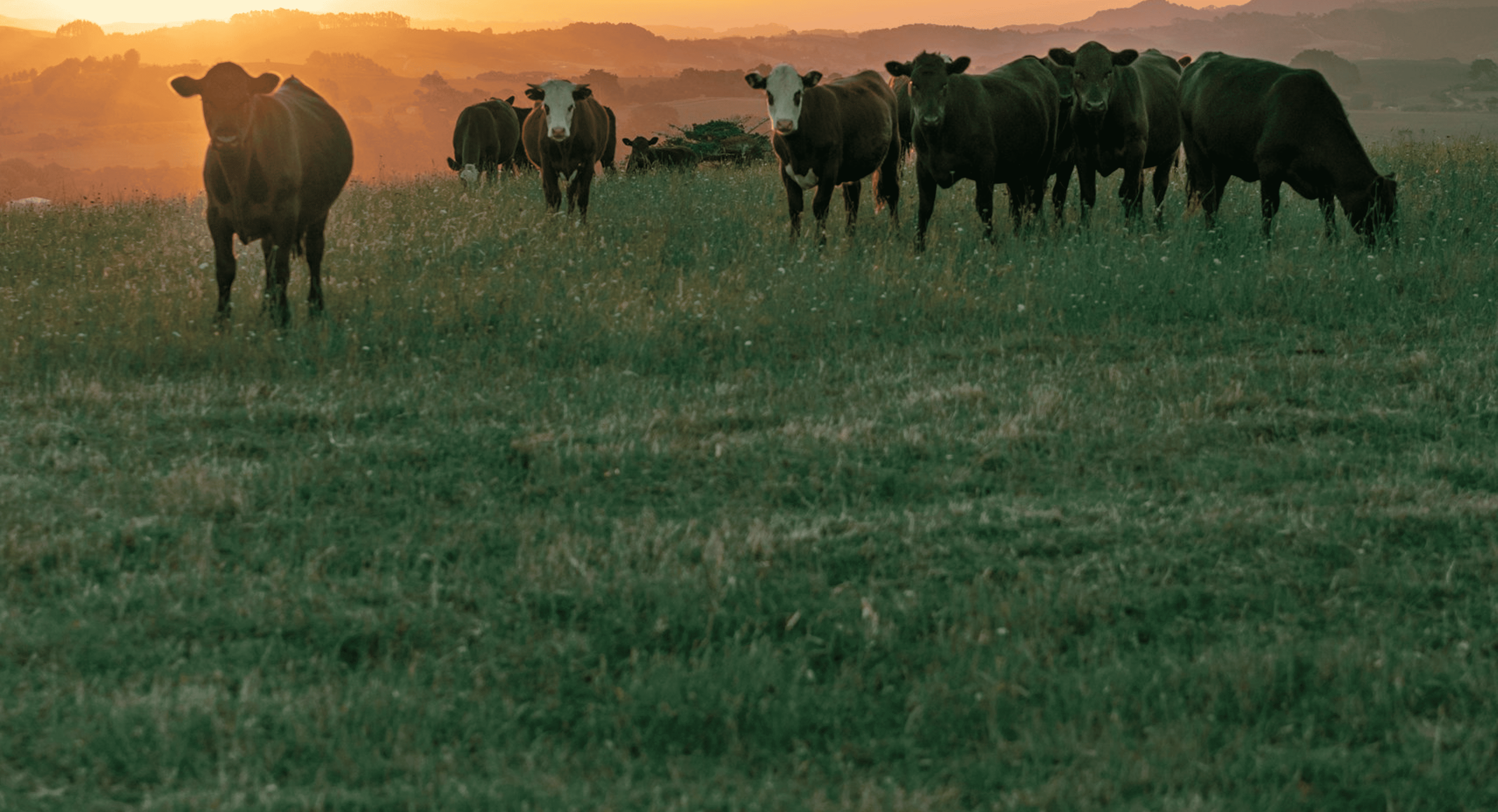 Image of Cows