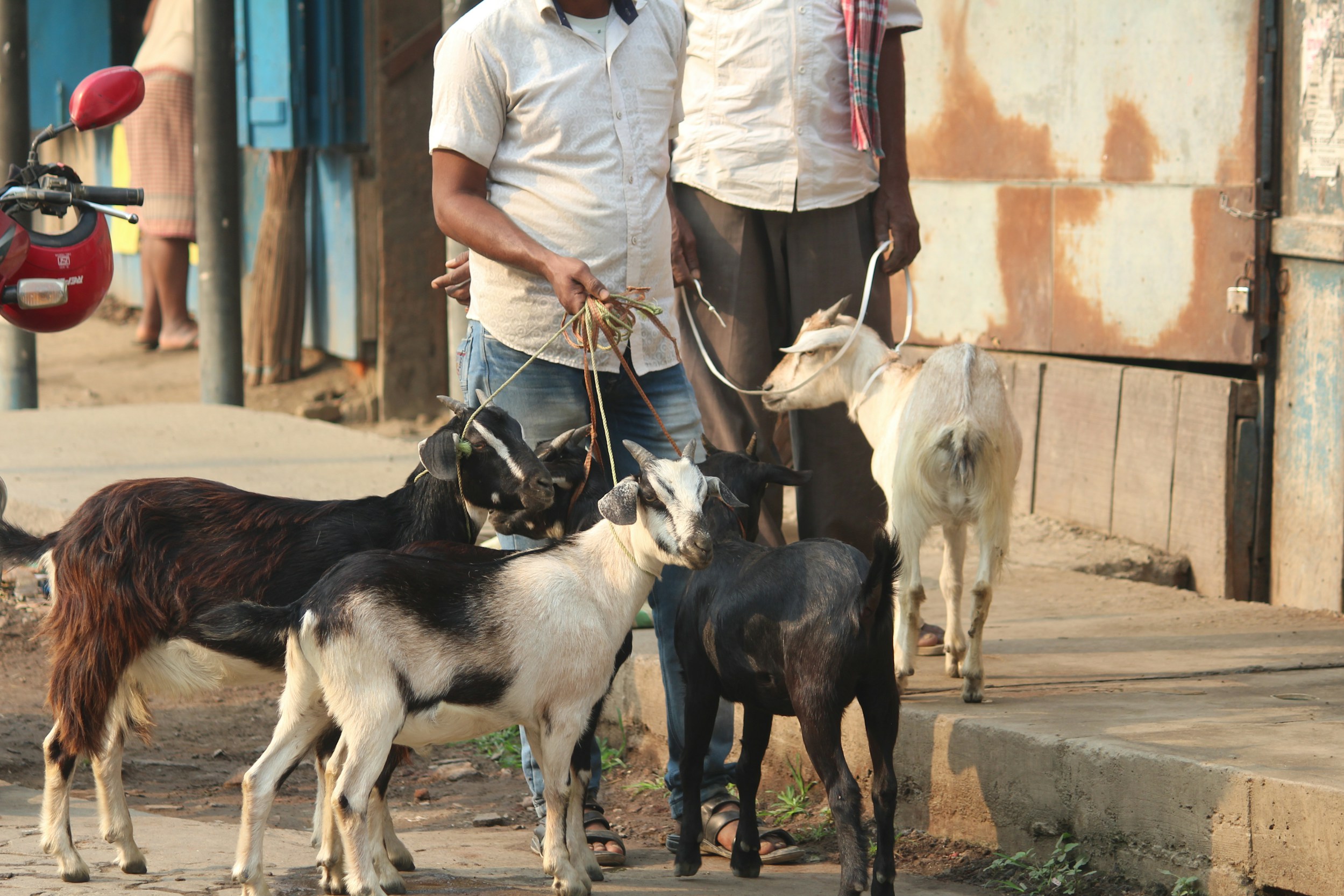 Veterinarian with goats